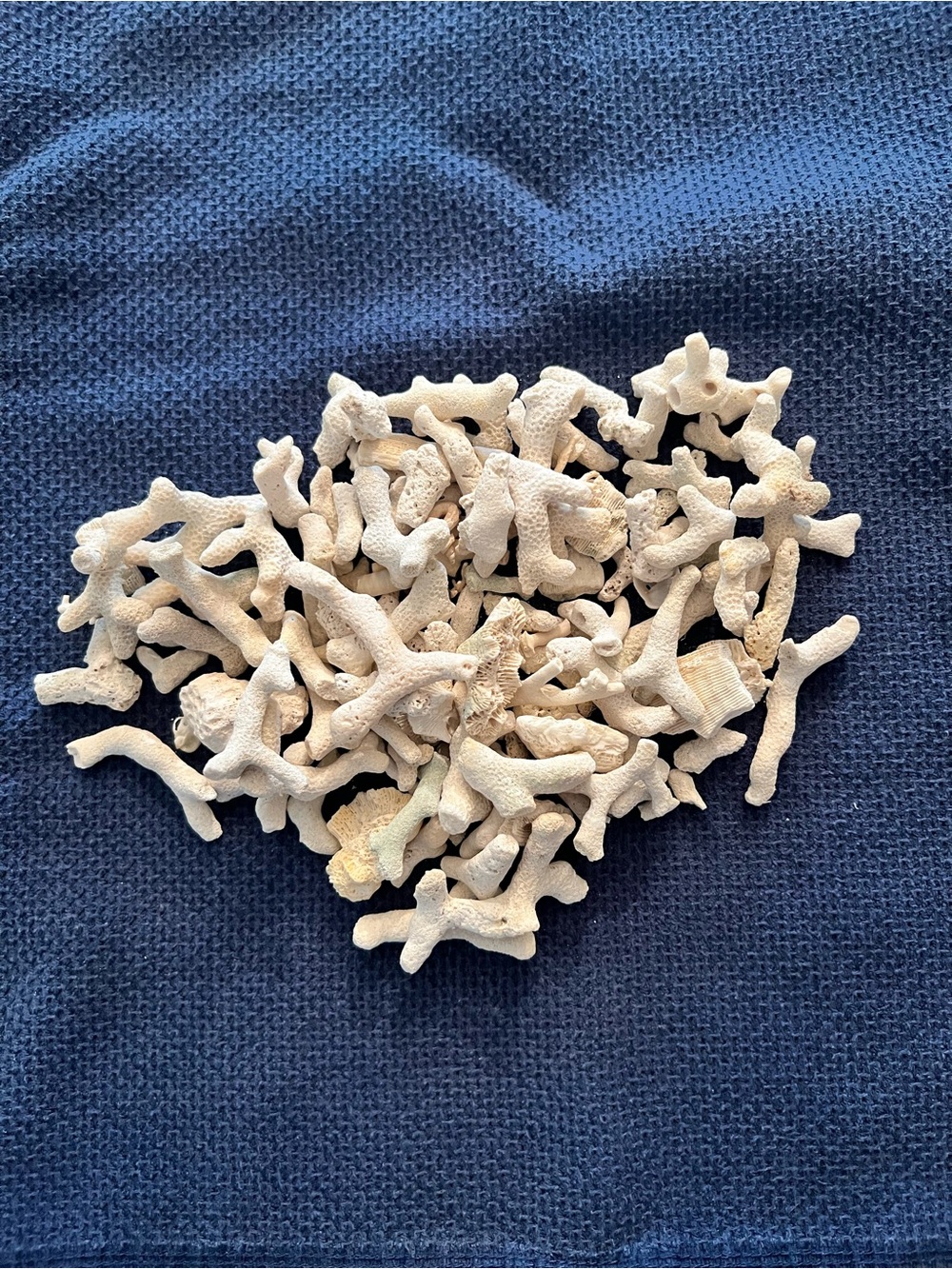 Coral from Florida (1/2 lb.)